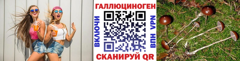 площадка клад  цены наркотик  Порхов  Галлюциногенные грибы Cubensis 